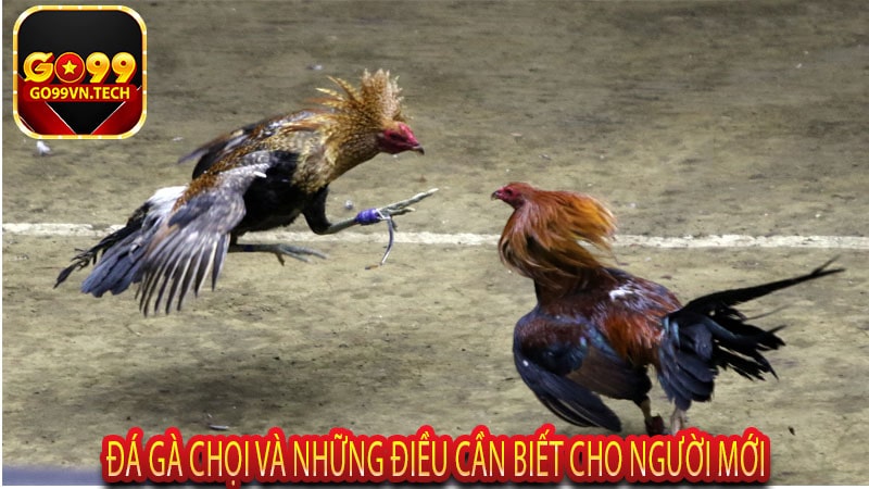 Đá Gà Chọi Và Những Điều Cần Biết Cho Người Mới