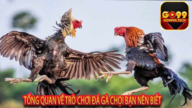 Tổng quan về trò chơi đá gà chọi bạn nên biết